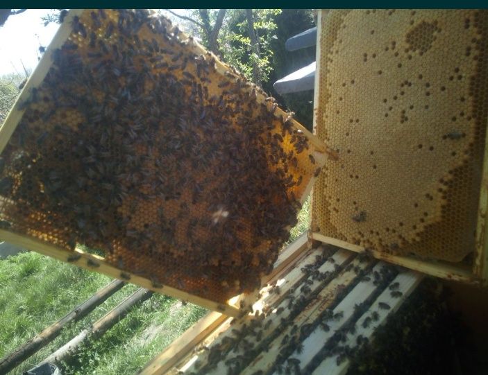 Odkłady Pszczele-rodziny od maja 2026r