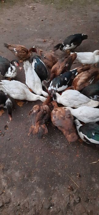 Інкубаційне яйце Мускусних качок(франц.та німец.лінії)