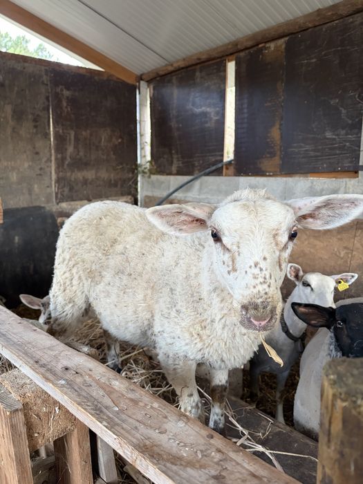 Borregos Inra 401 x Suffolk