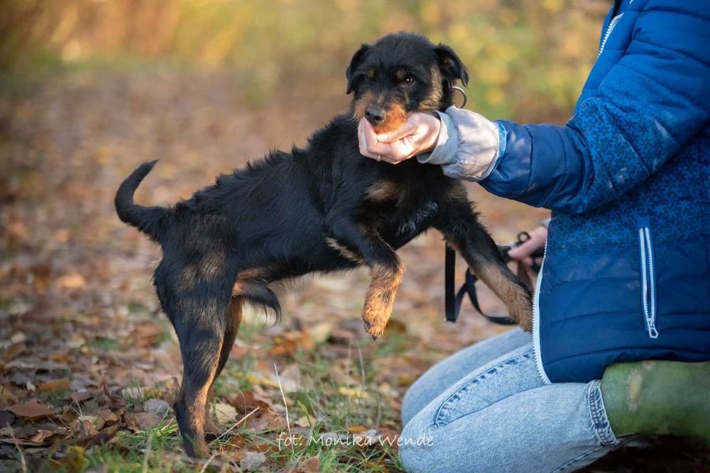Bendżi – mały terierek z ogromną duszą czeka na swój dom