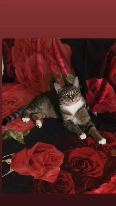 Отдам кошку лесного окраса, стерилизована,  привита,  1,5 года