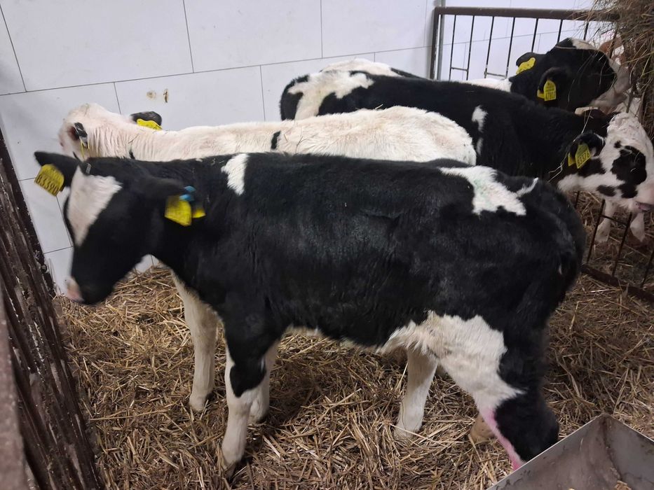 cielęta cielaki byczki polskie