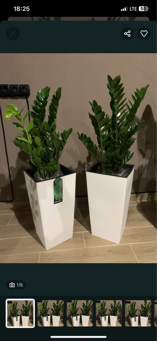 Заміокулькас висота   1  м  На подарок