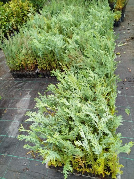 Cedros para vedações ou ornamentação