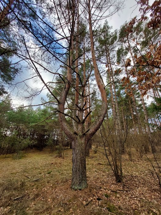 Wyjątkowe drzewo dekoracyjne Sosna