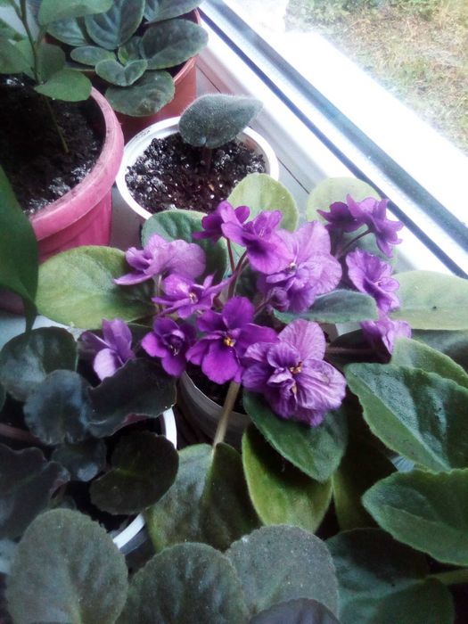 Листочки   фіалок