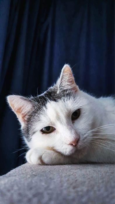 Cudowna wyjątkowa kotka szuka swojego człowieka