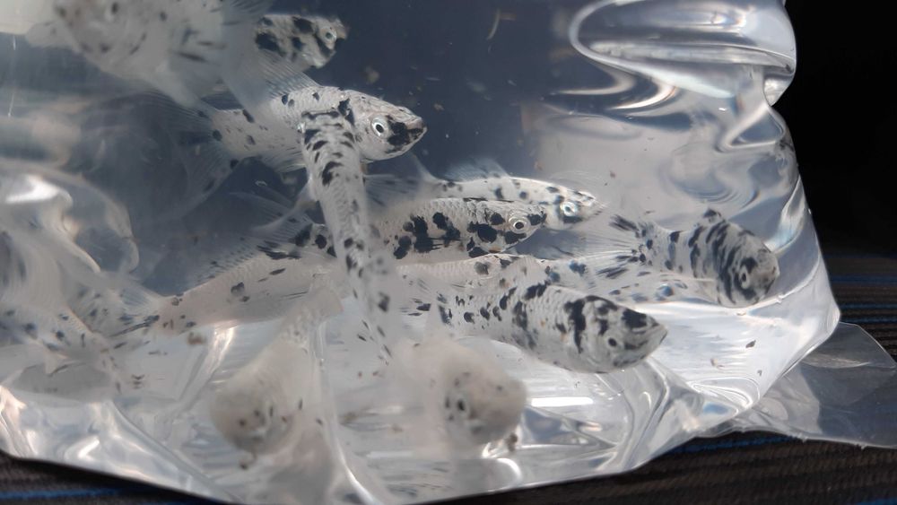 molinezja księżycowa nakrapiana