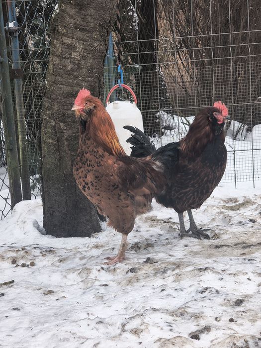 Sprzedam młode koguty