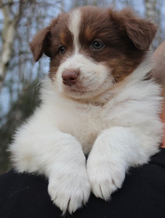 Owczarek australijski piesek red tri długi ogonek