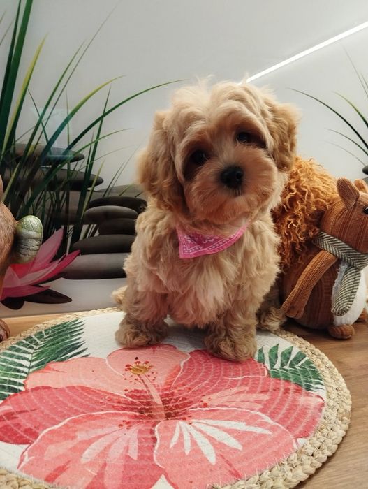 Suczka Maltipoo f1 z Rodowodem