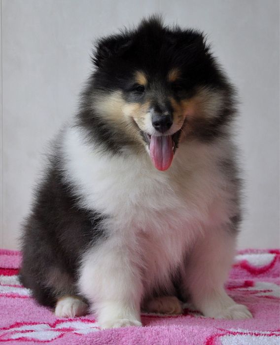 Щенки колли
