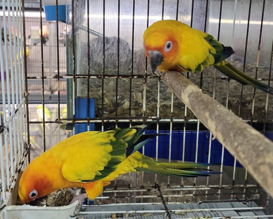 Aratinga Sol muito bonitas