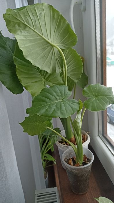 Алоказія, слонове вухо
