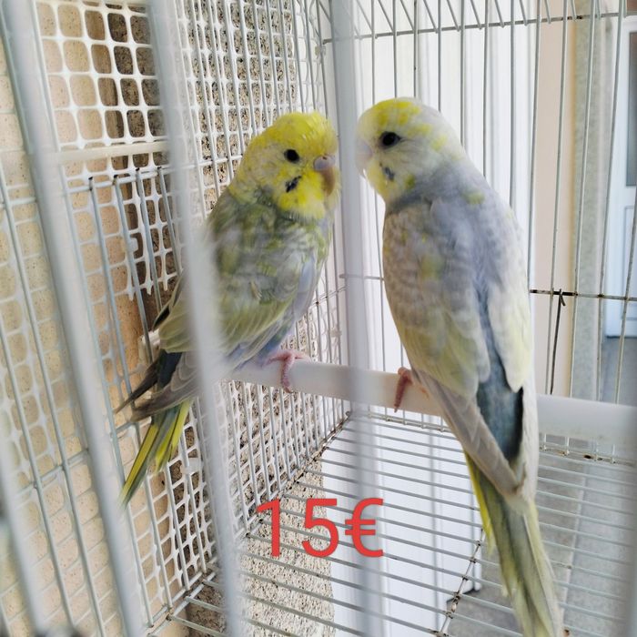 Piriquitos casais