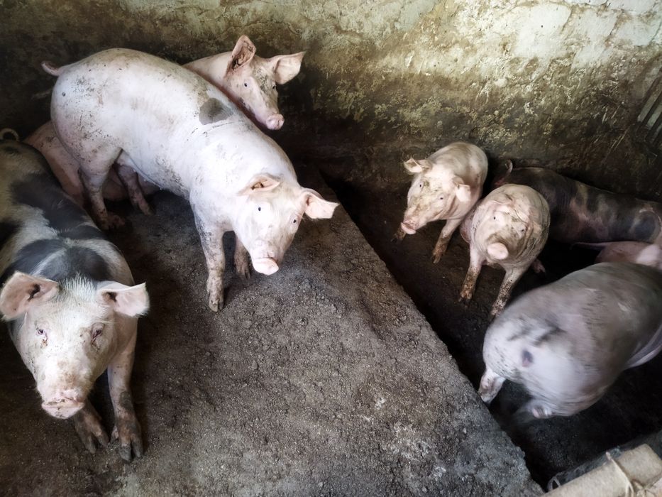 Продам свиней живою вагою