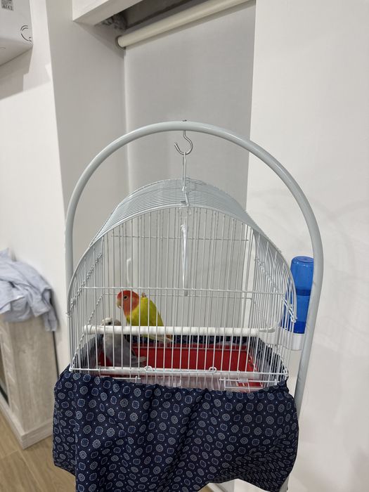 Gaiola passaros como nova