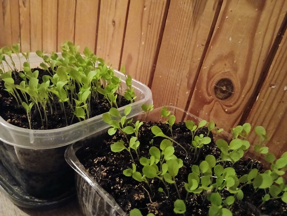 Sadzonki sałaty lolo