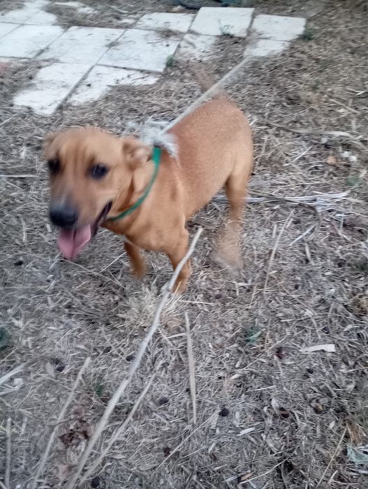 Pitbull macho para adoção (ler descrição)