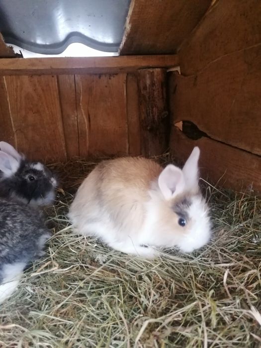 Młode króliki miniaturki lewki