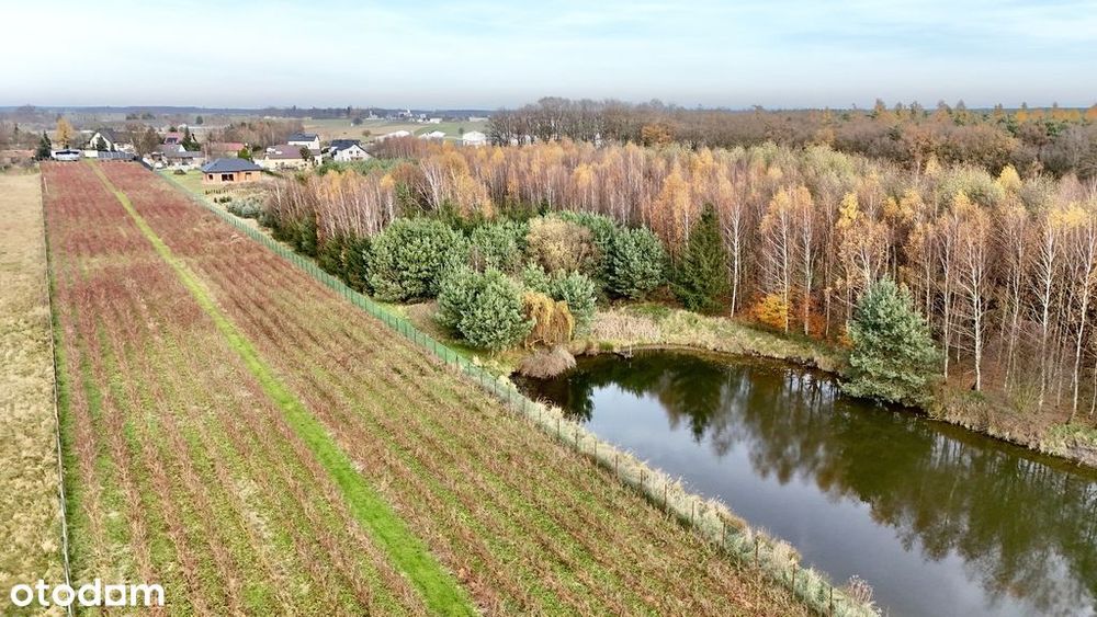 Działka inwestycyjna - uprawa borówek k.Kalisza
