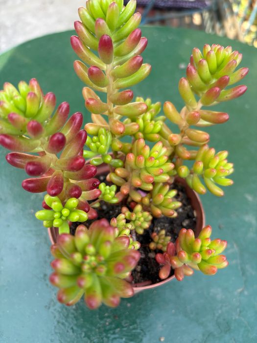 Suculentas sedum  etc