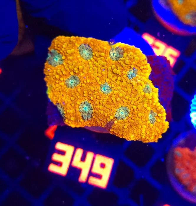Acanthastrea Honey Gold (349) [Koralowce LPS]