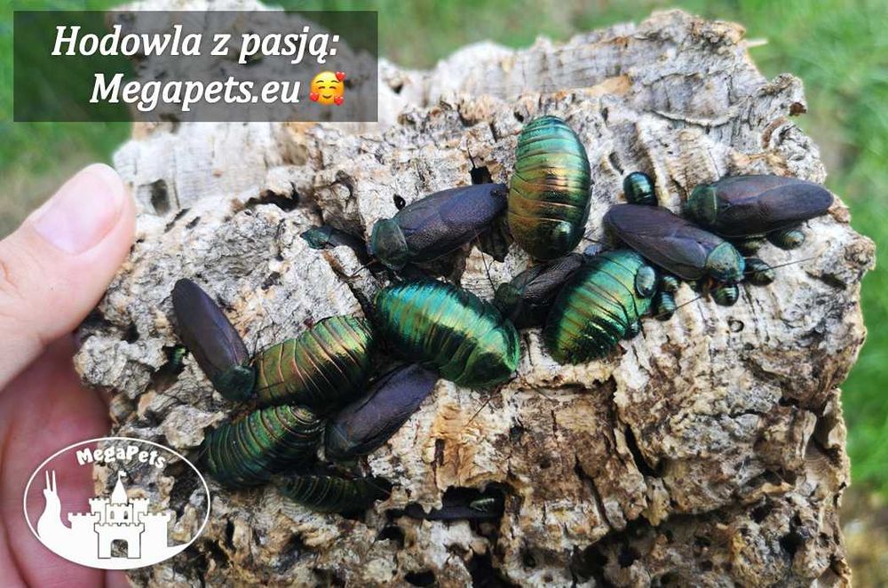 Najpiękniejsze karaczany Pseudoglomeris magnifica Isopody Ślimaki Wije