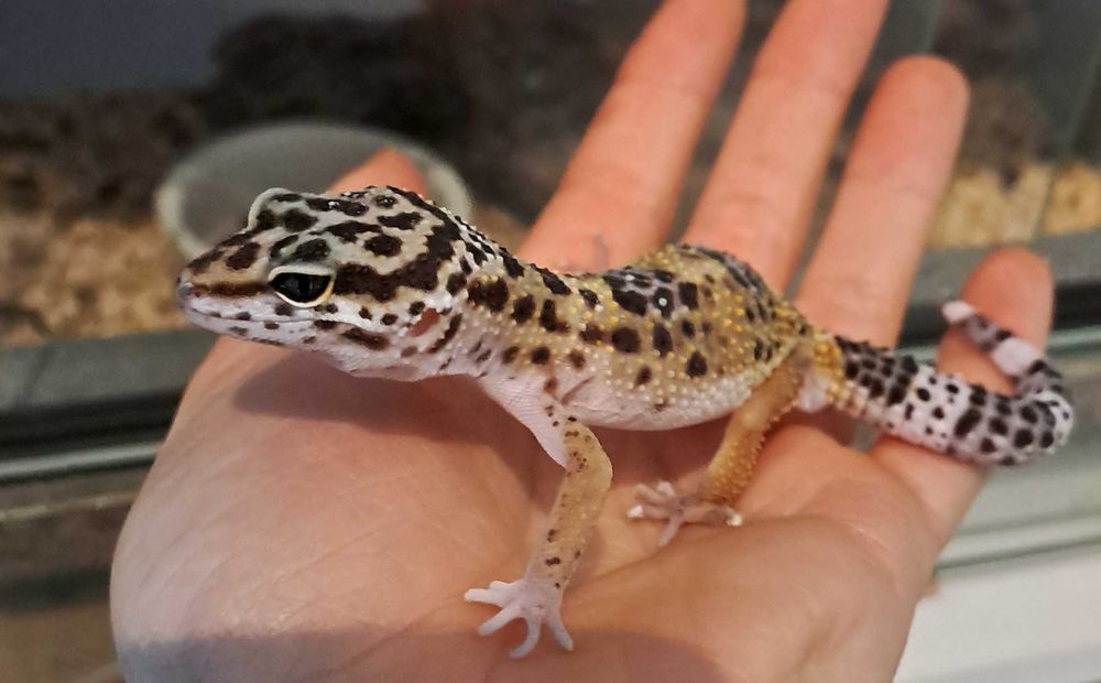 Gekon lamparci - sklep zoologiczny z PAWIK Rzeszów