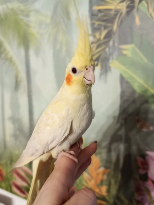 Nimfa ręcznie karmiona oswojona