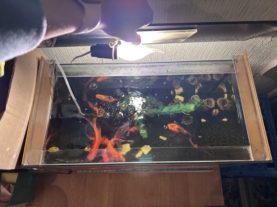 Акваріум 50 літрів, аквариум без риби