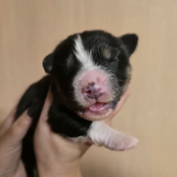 Owczarek australijski FCI samiec czarny tricolor  FCI