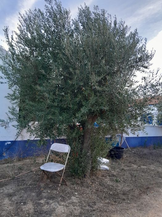 Oliveiras grandes e fortes