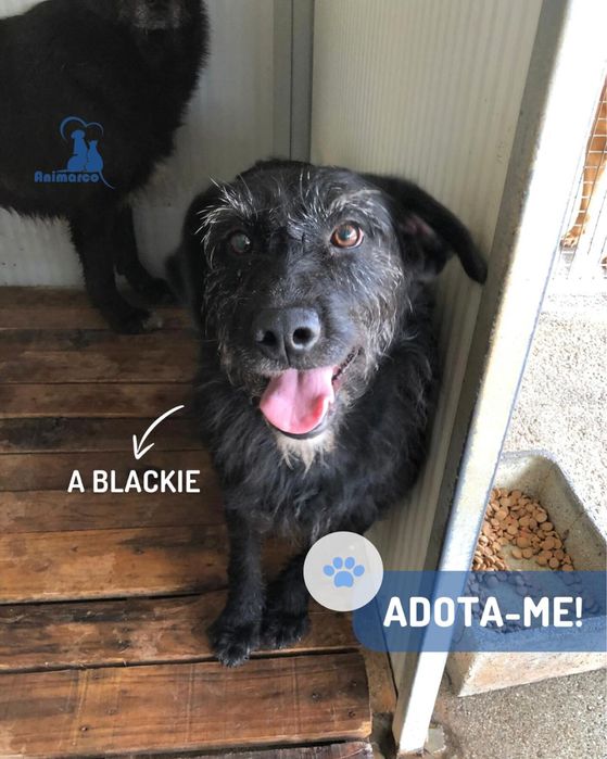 Blackie cadela jovem porte medio