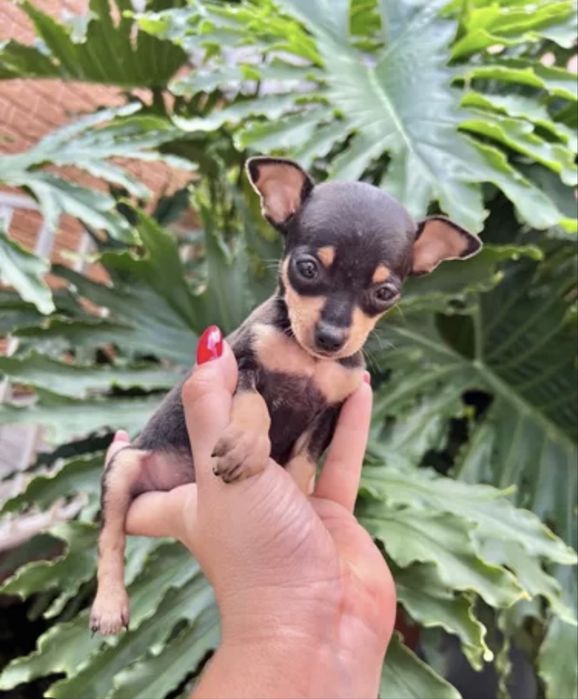 Pinscher menino super miniatura