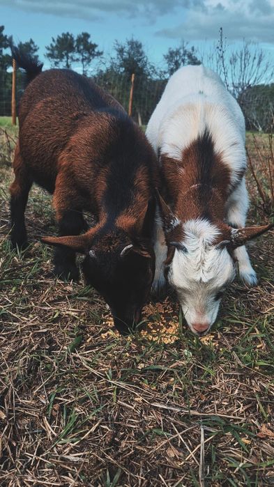 Cabras, Cabras anãs