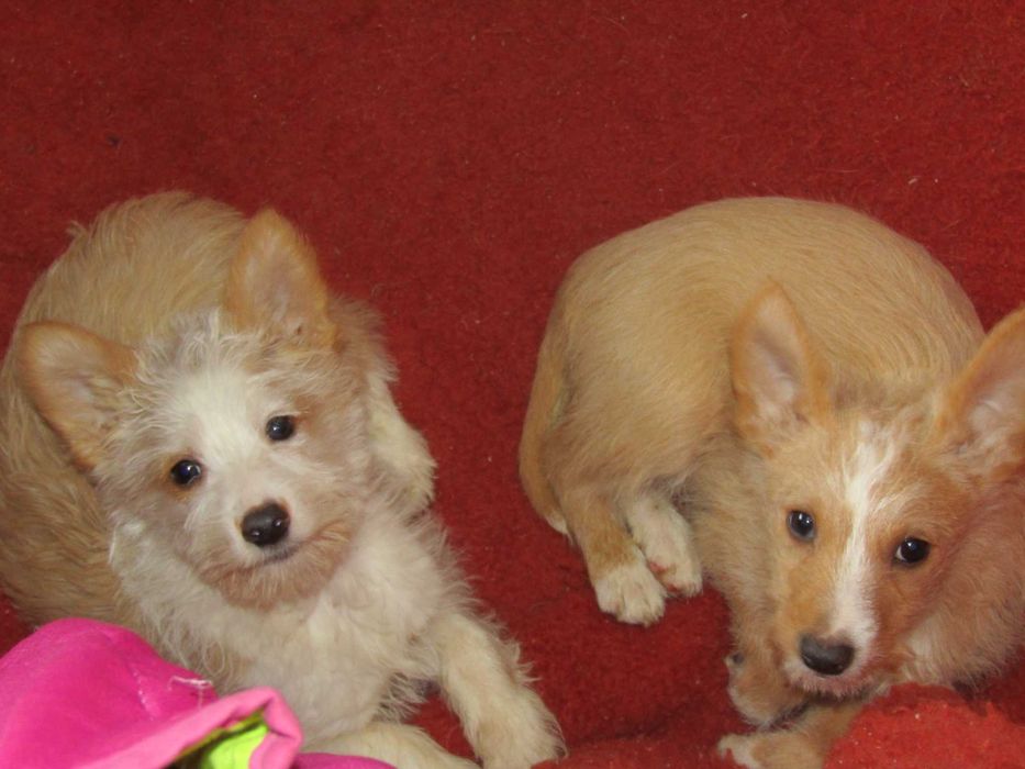 Podengo Português Médio Cerdoso LOP/Pedigree/Afixo