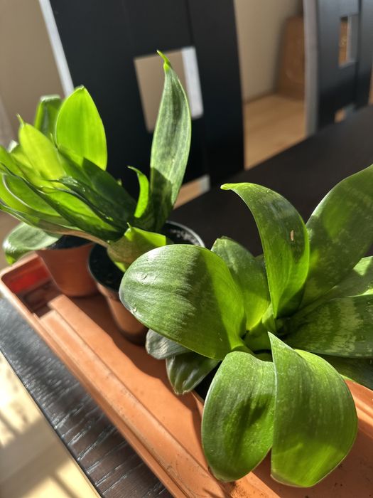 Sansewiera  Gwinejska Hahnii