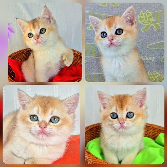 Супер гарні кошенята золота шиншила