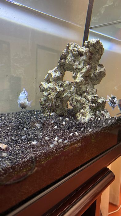 Peixes Papagaio Blue Saphire