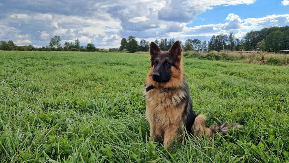 Owczarek niemiecki długowłosy