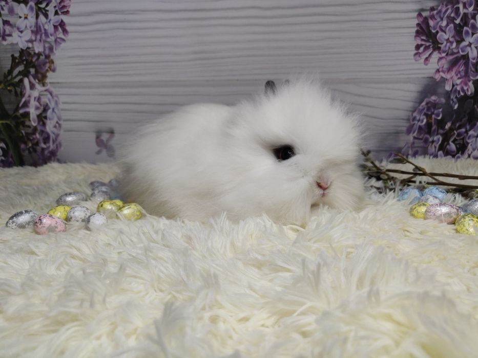 Króliczki karzełki Teddy. Wolne maluszki. komplet szczepień.