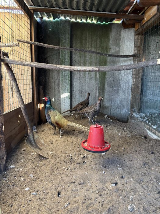 Casal de Faisões Versicolor