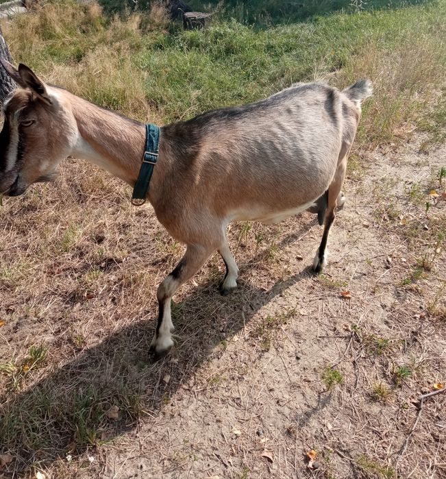 Альпiйска коза козочка дойна коза козел