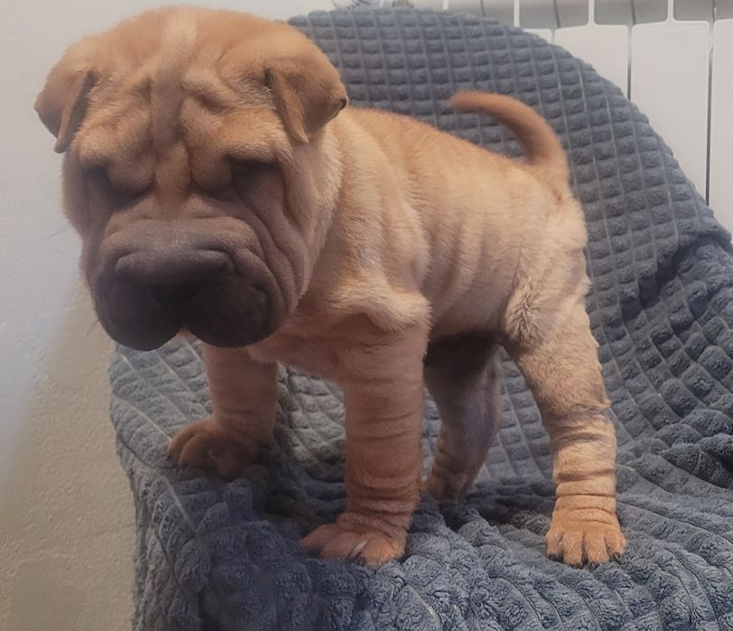 Sharpei bebé macho
