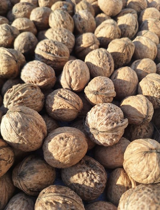 Orzechy włoskie tegoroczne 2025