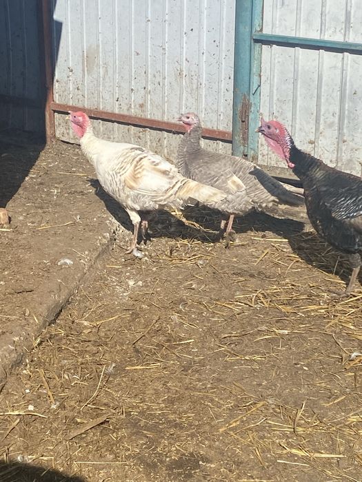 Минулррічний індик