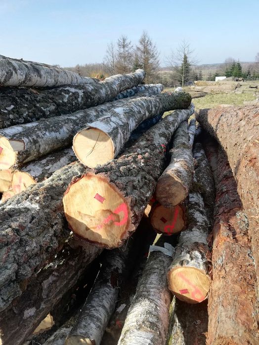 Drewno kominkowe brzoza