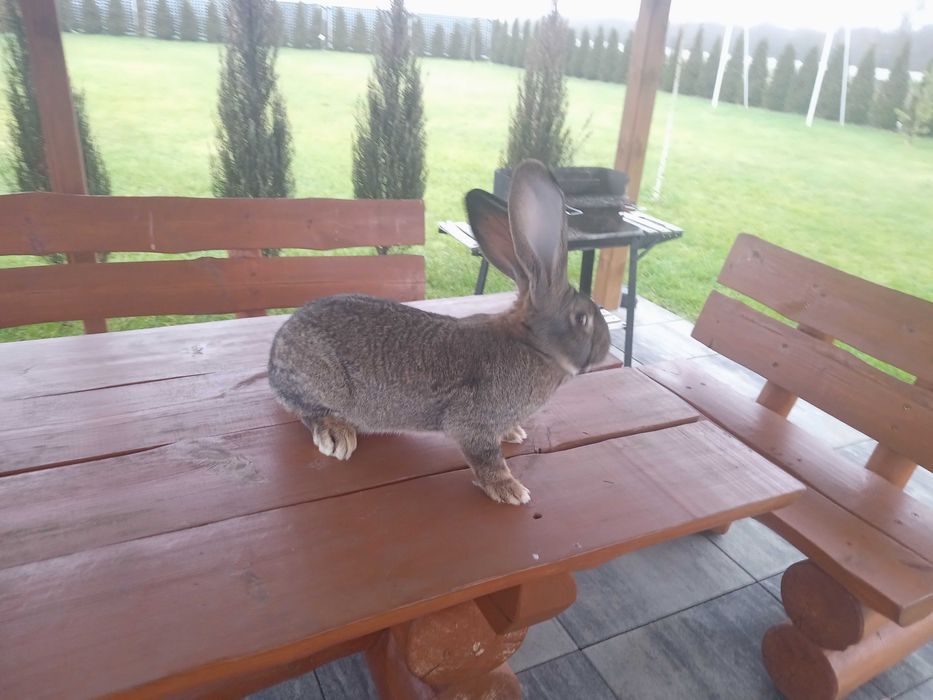 Króliki, samice Olbrzym Belgijski