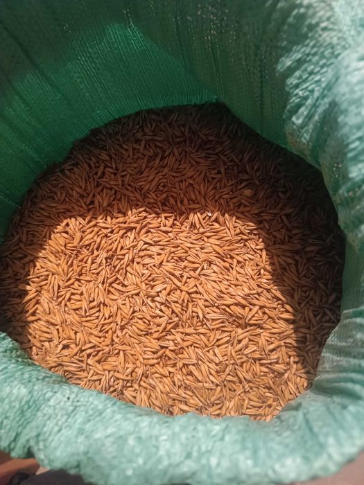 Sprzedam Owies BINGO